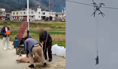 Dezastru total! A vrut să ducă porcul la abator cu drona, dar a lăsat un sat întreg în beznă. Imaginile sunt virale