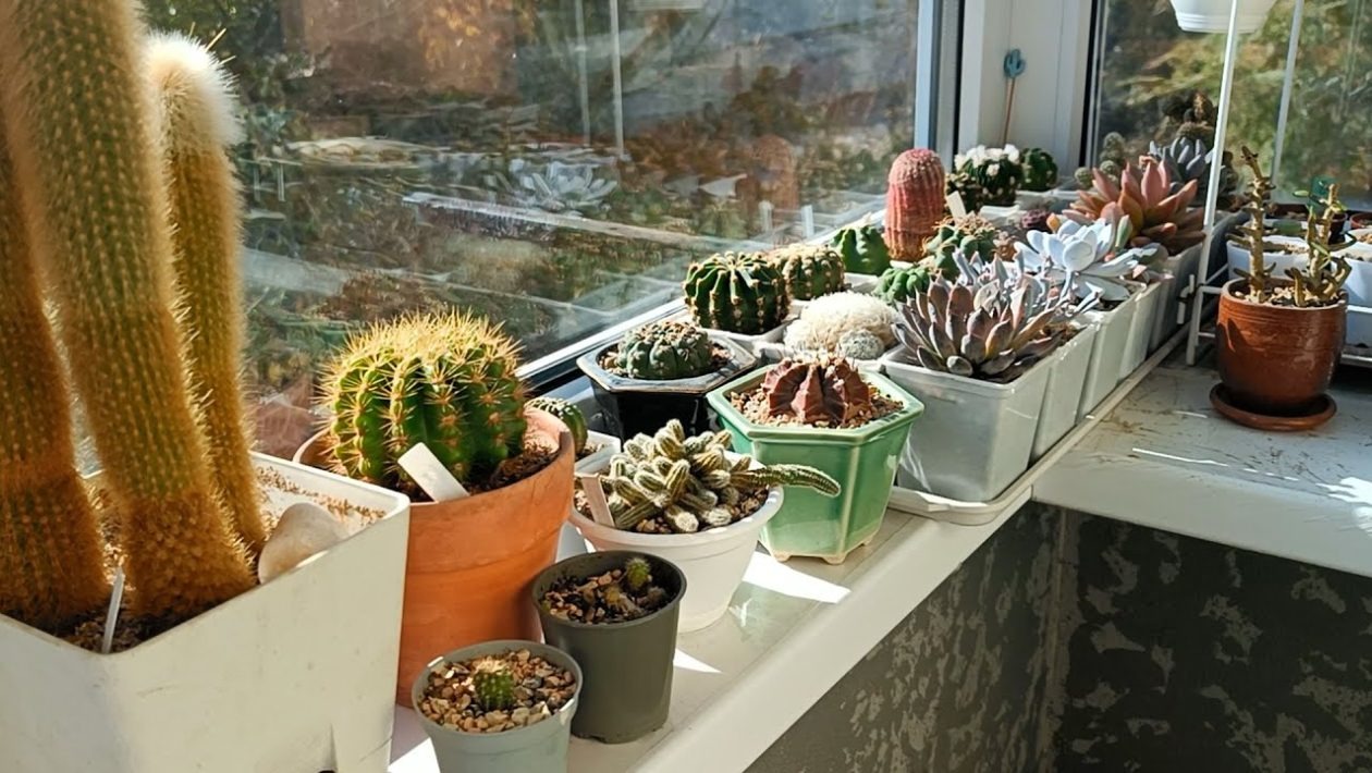 De ce sa pulverizezi otet pe balcon. Trucul simplu pe care multe gospodine il folosesc primavara si