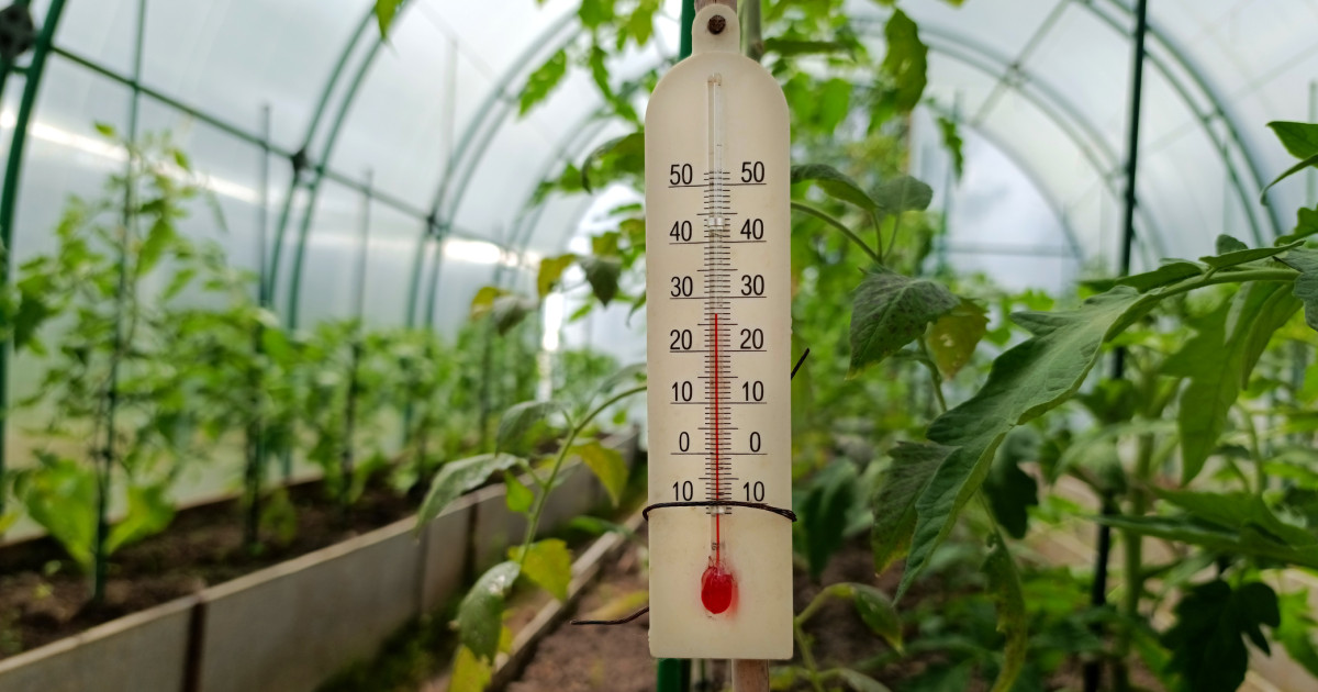 Prețuri uriașe în piețe! Cât au ajuns să coste roșiile românești din cauza frigului. Fermierii sunt disperați