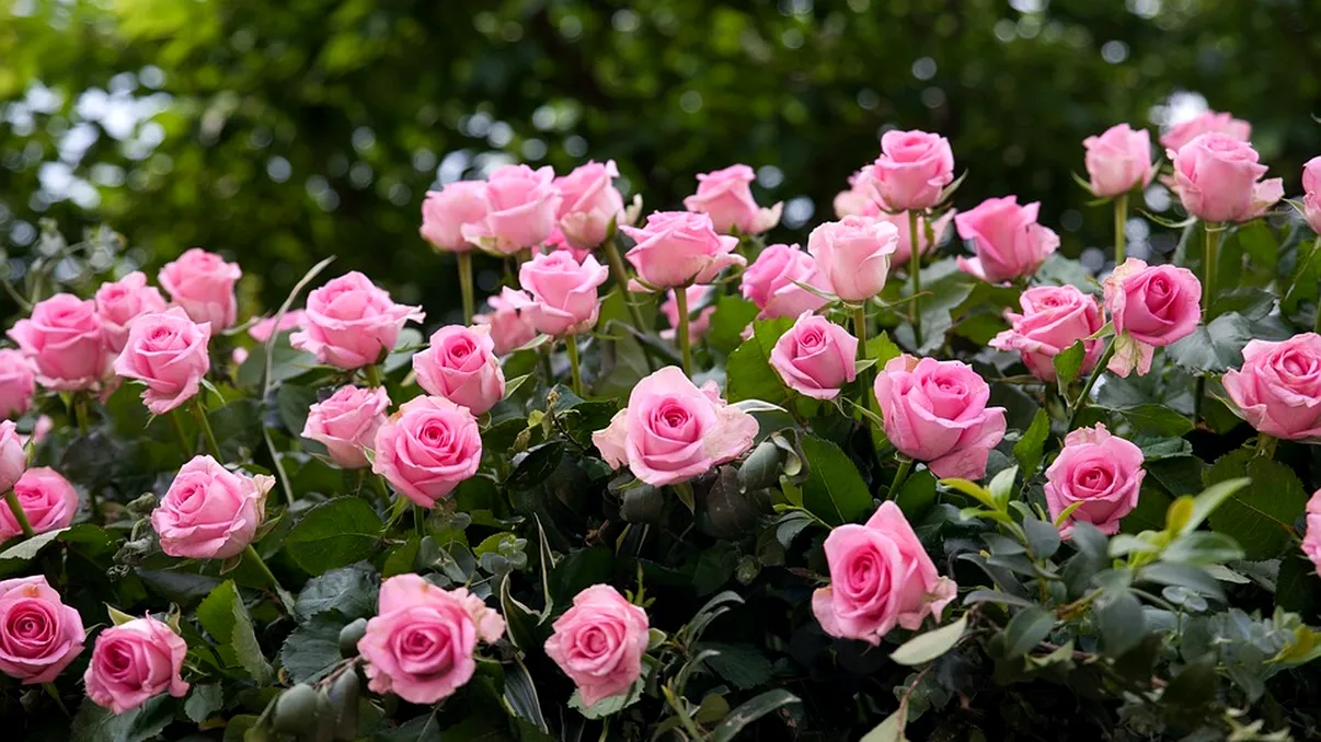 Secretul grădinarilor iscariți: unde se taie trandafirii în aprilie pentru o explozie de flori în grădină!