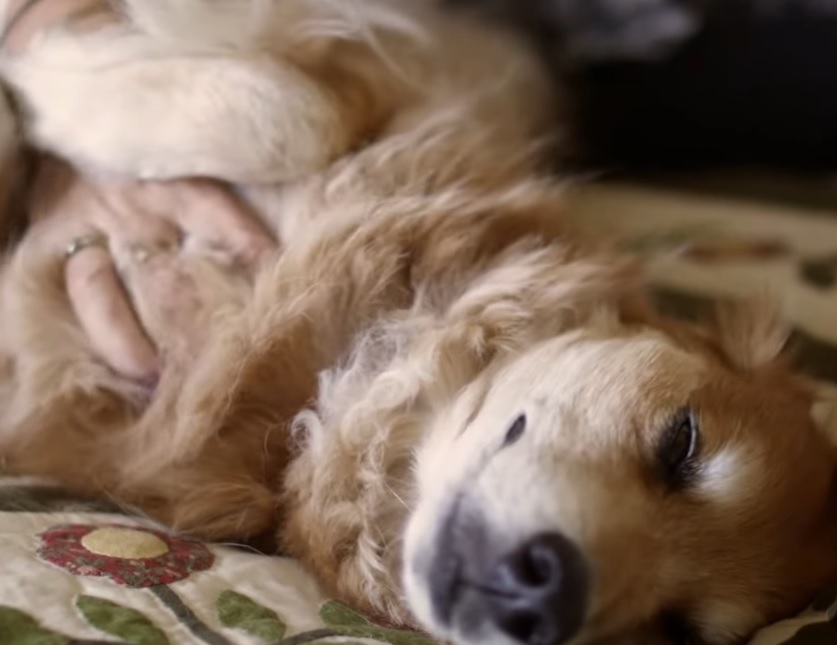 Veste uriașă pentru românii care stau la bloc! Câte animale ai voie să ții în apartament, de fapt. Ce spune legea