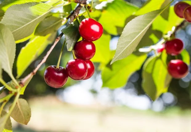Lovitură totală pentru prețurile la cireșe în 2026! Cât va costa un kilogram după ce livezile s-au umplut de fructe