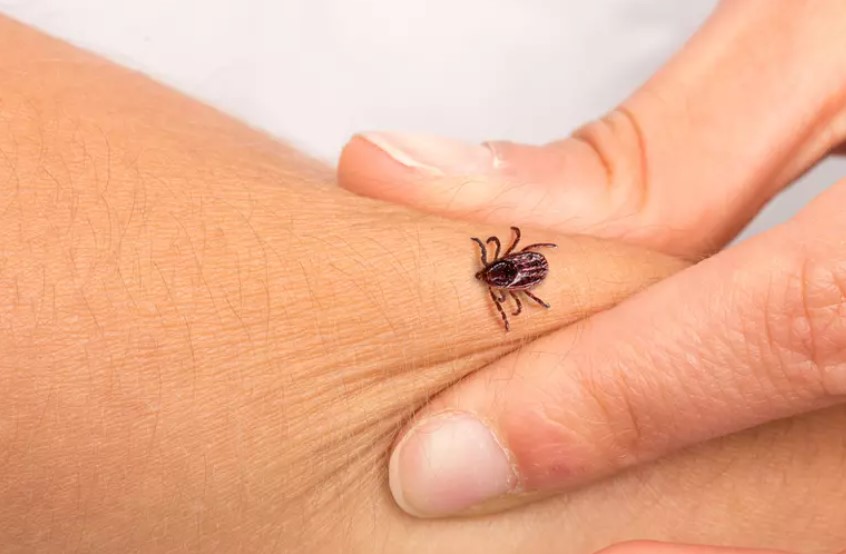 Greșeala uriașă pe care o fac mulți români când îi mușcă căpușa! Ce trebuie să faci imediat ca să scapi de pericol