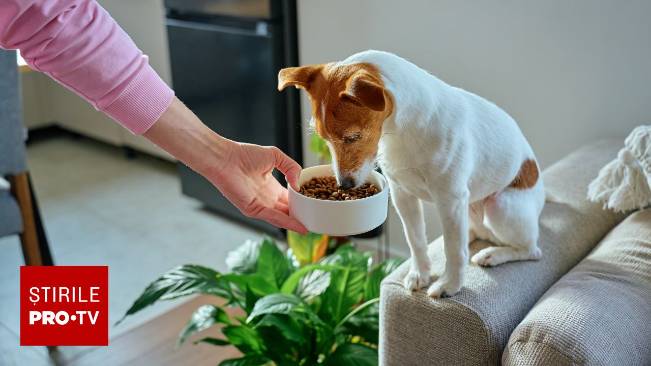 Plantele din casa ta care îți pot ucide animalul de companie! Te pot lăsa fără câine sau pisică în doar câteva momente