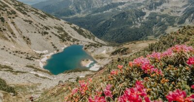 Fenomenul care a pus pe jar turiștii! Planta rară din Retezat care înflorește acum: imaginile momentului din munți!