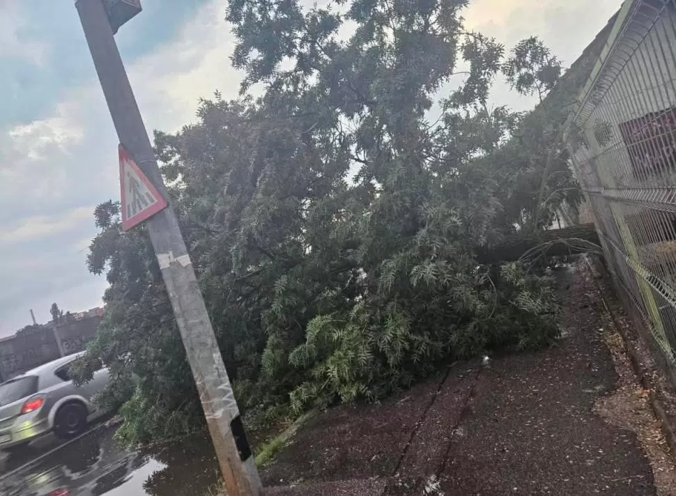 Sfârșit tragic pentru un șofer din Ilfov! A murit strivit în mașină, după ce un copac a…