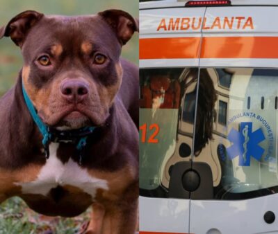 Clipe de coșmar în București! Un copil de 2 ani a ajuns la spital după ce a fost atacat de un câine