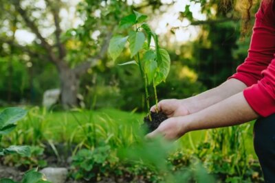Secretul grădinarilor de succes în iunie! Ce trebuie să pui acum în pământ pentru o recoltă uriașă până la toamnă