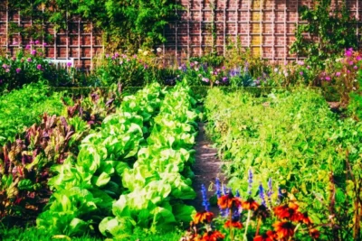 Secretul marilor gospodari pentru caniculă! Trucul simplu care îți salvează plantele de la uscare imediat