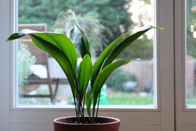 Planta „nemuritoare” pe care toți italienii o țin în casă vara. Îți răcorește imediat camera fără aer condiționat!