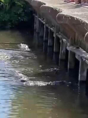 Dumnezeule! Copil de 3 ani, căzut în țarcul crocodililor la grădina zoologică din…