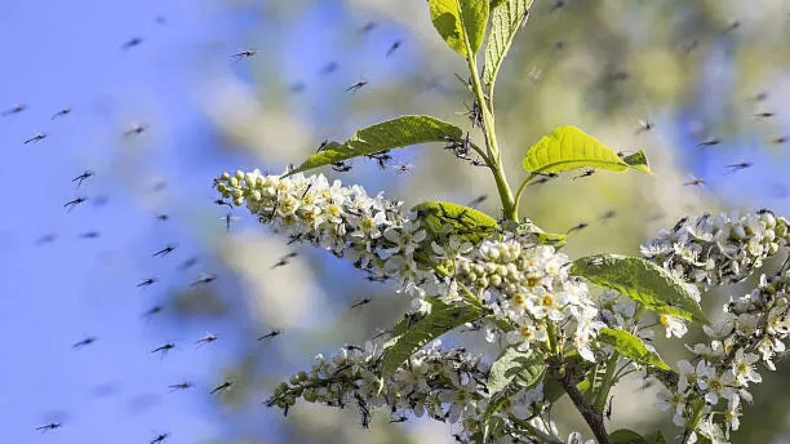 Greșeala pe care o fac mulți români în grădină! Plantele care atrag țânțarii ca un magnet. Scapă de ele!