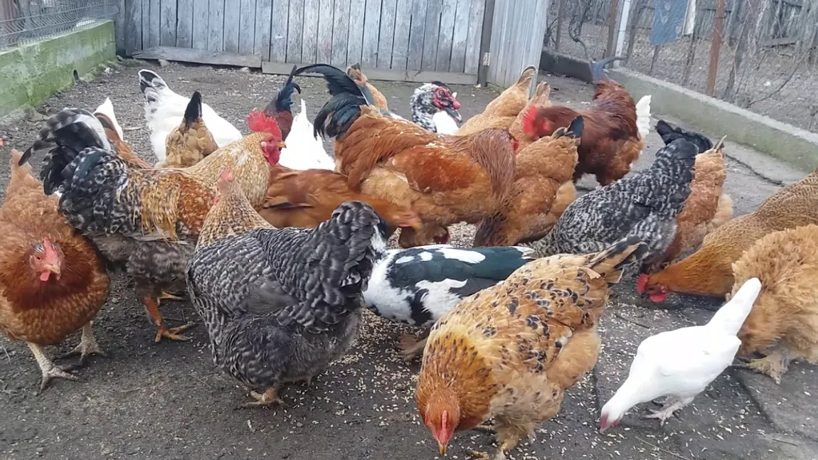 Câte animale ai voie să ții în curte? Regula de aur care te scapă de o amendă de …