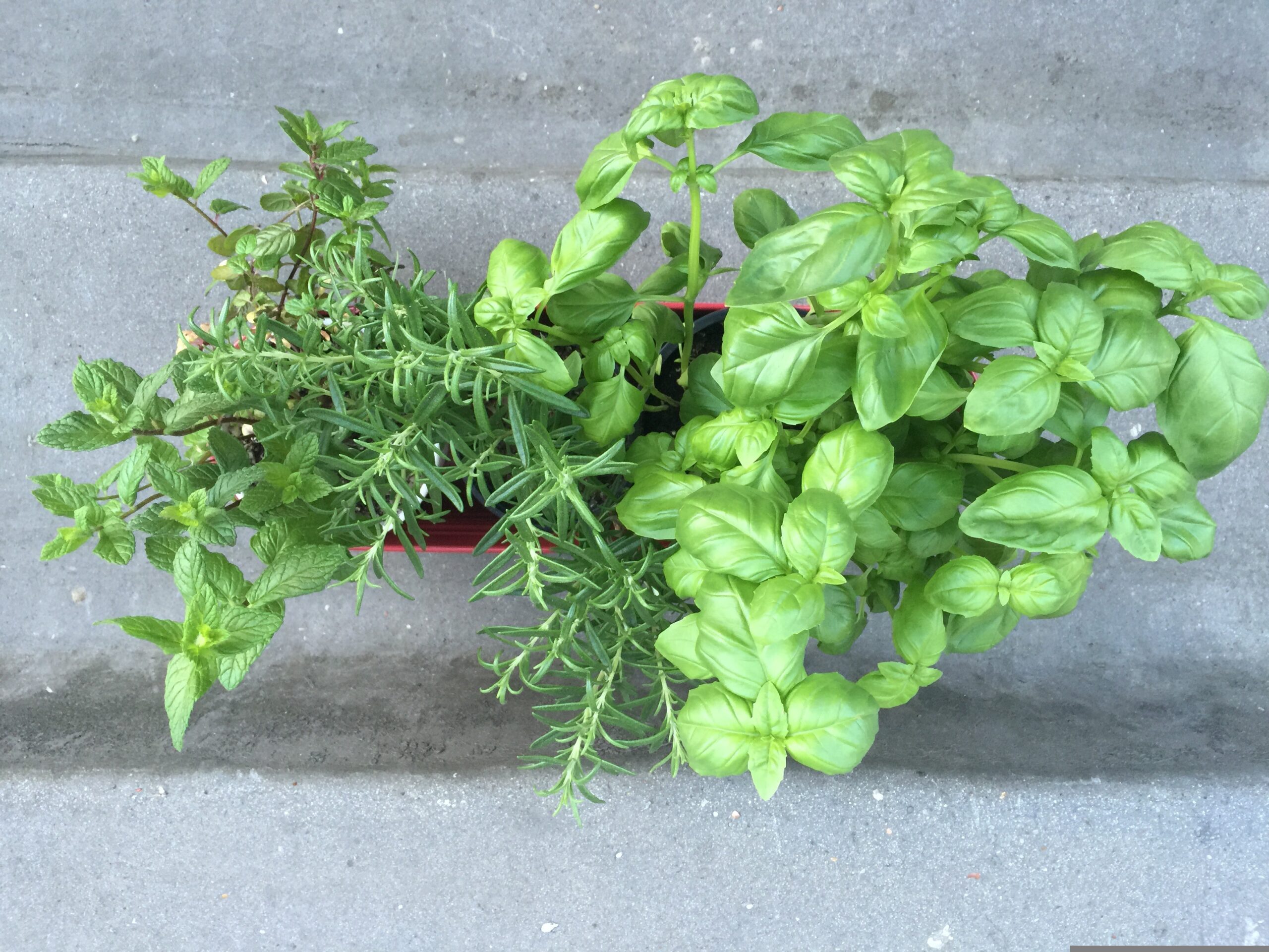 Greșeala uriașă pe care o fac toți românii cu plantele aromatice! Trucul suprem pentru o recoltă bogată toată vara