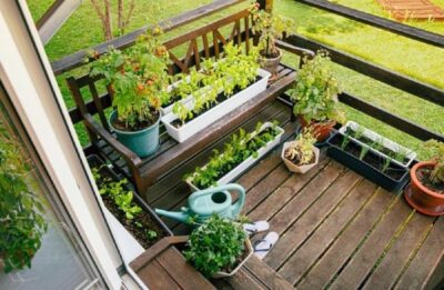 Adio, piață! Legumele pe care orice român trebuie să le cultive pe balcon. Secretul specialiștilor pentru o recoltă bogată