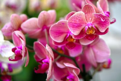 Pune puțină lămâie pe frunzele orhideelor și vezi ce se întâmplă! Trucul genial care îți salvează florile vara asta
