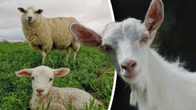 Lovitură totală pentru oierii din România! Decizia venită de la Bruxelles care pune la pământ exporturile de animale