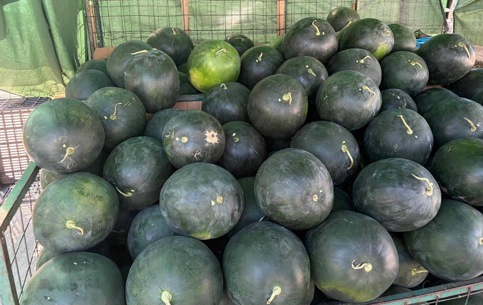 Răsturnare de situație la tarabe! Cât a ajuns să coste un kg de pepeni de Dăbuleni după pactul făcut de producători