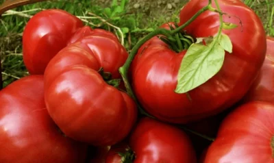 Nu mai cumpăra cuburi de legume din comerț! Cum să le faci acasă, rapid și fără E-uri