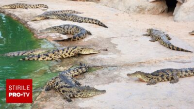Clipă de groază la zoo! Un băiețel de 3 ani, aruncat în țarcul crocodililor de un …