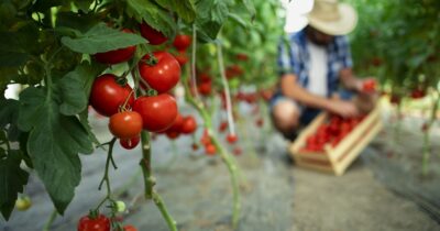 Secretul pentru o recoltă record de roșii! Cele 3 lucruri pe care trebuie să le faci neapărat în luna iulie