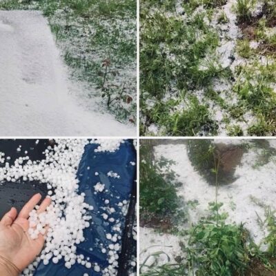 Dezastru în agricultură: Sute de hectare distruse, în timp ce statul plătește milioane pentru …