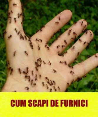 Nu mai folosi spray-uri toxice pentru furnici! Soluția naturală pe care o ai deja în casă și le alungă instant
