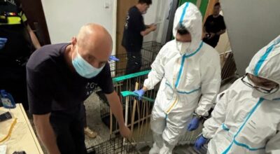 Ce au găsit polițiștii în două apartamente din București. 115 pisici salvate în ultima clipă