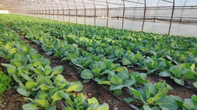 Secretul grădinarilor: ce trebuie să pui în groapă la plantarea verzei pentru căpățâni uriașe