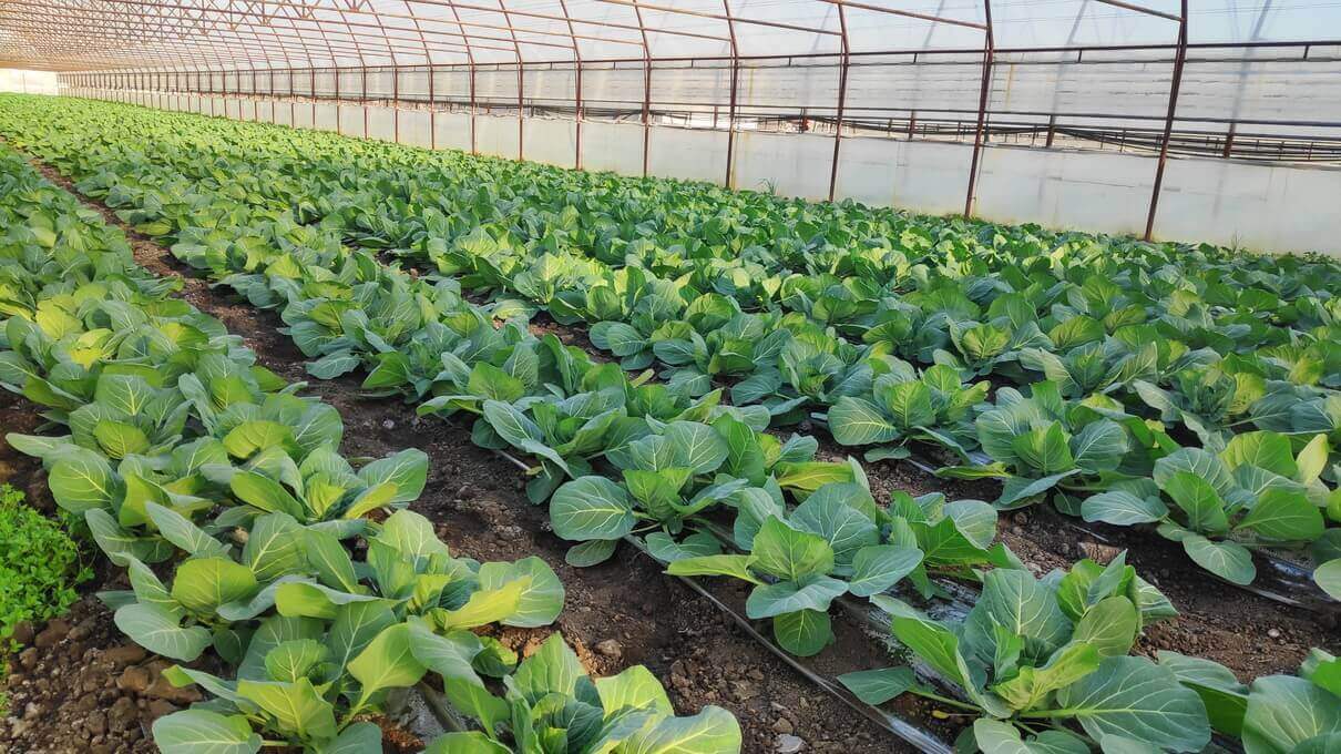 Secretul grădinarilor: ce trebuie să pui în groapă la plantarea verzei pentru căpățâni uriașe