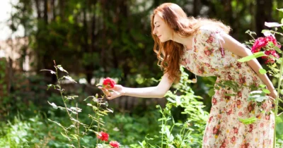 Secretul trandafirilor superbi! Unde trebuie să tai exact pentru o explozie de flori în toată grădina