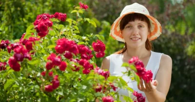 Trucul secret pentru trandafiri: Ce trebuie să faci acum ca să înflorească până în toamnă!