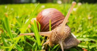 Alimentul din frigider care te scapă definitiv de melci! Pune-l în grădină și plantele tale vor fi salvate pe loc