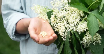 Planta interzisă în curte care aduce ghinion și boli. De ce se temeau strămoșii să o atingă sau să o taie