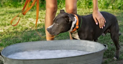 Atenție, stăpâni de câini! Motivul ascuns pentru care patrupedul tău bea prea multă apă