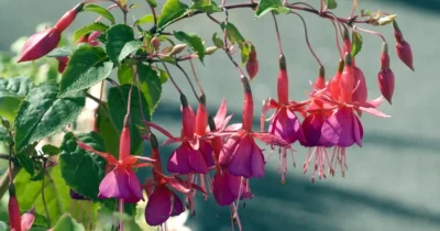 Secretul plantei fuchsia: Trucul care o umple de flori toată vara! Ce să îi faci ca să nu se mai ofilească la soare