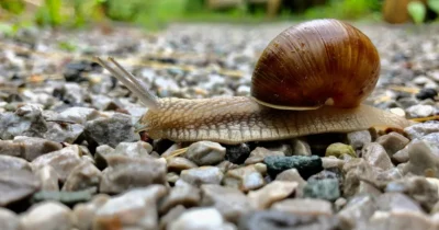 Nu mai arunca cojile acestui fruct! Pune-le în grădină și scapă imediat de melci. Trucul care îți salvează plantele