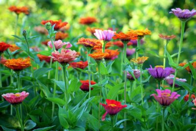 Adio udat zilnic! Cele 3 plante care rezistă la caniculă și îți transformă curtea într-un paradis floral