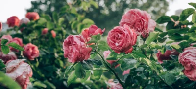 Secretul pentru trandafiri plini de flori! Trucul genial pe care trebuie să-l faci în iulie pentru o curte de vis