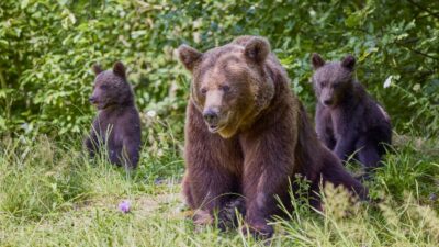 Urșii au intrat peste oameni în curți. Ce au descoperit localnicii chiar în fața porții