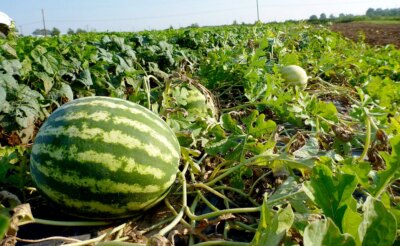 Pepene verde sau galben? Care este mai bun dacă ai glicemia mare