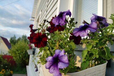 Vecinii te vor invidia! Trucul simplu pentru un balcon plin de flori curgătoare, care atrage toate privirile.