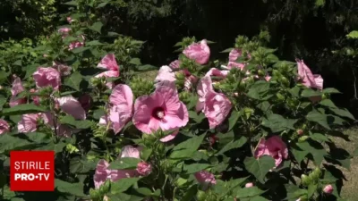 „N-am văzut așa ceva!” O floare uriașă, de 28 de centimetri, a uimit pe toată lumea la Iași