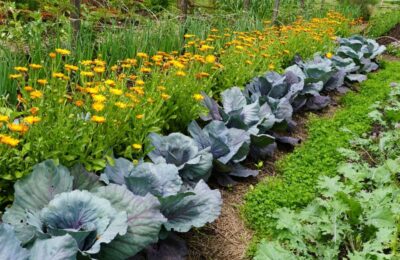 Trucul genial pentru grădină: ce flori trebuie să plantezi printre legume ca să scapi de dăunători