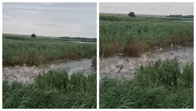 Imagini virale în Prahova: zeci de pești au sărit deodată din apă! Care este explicația reală