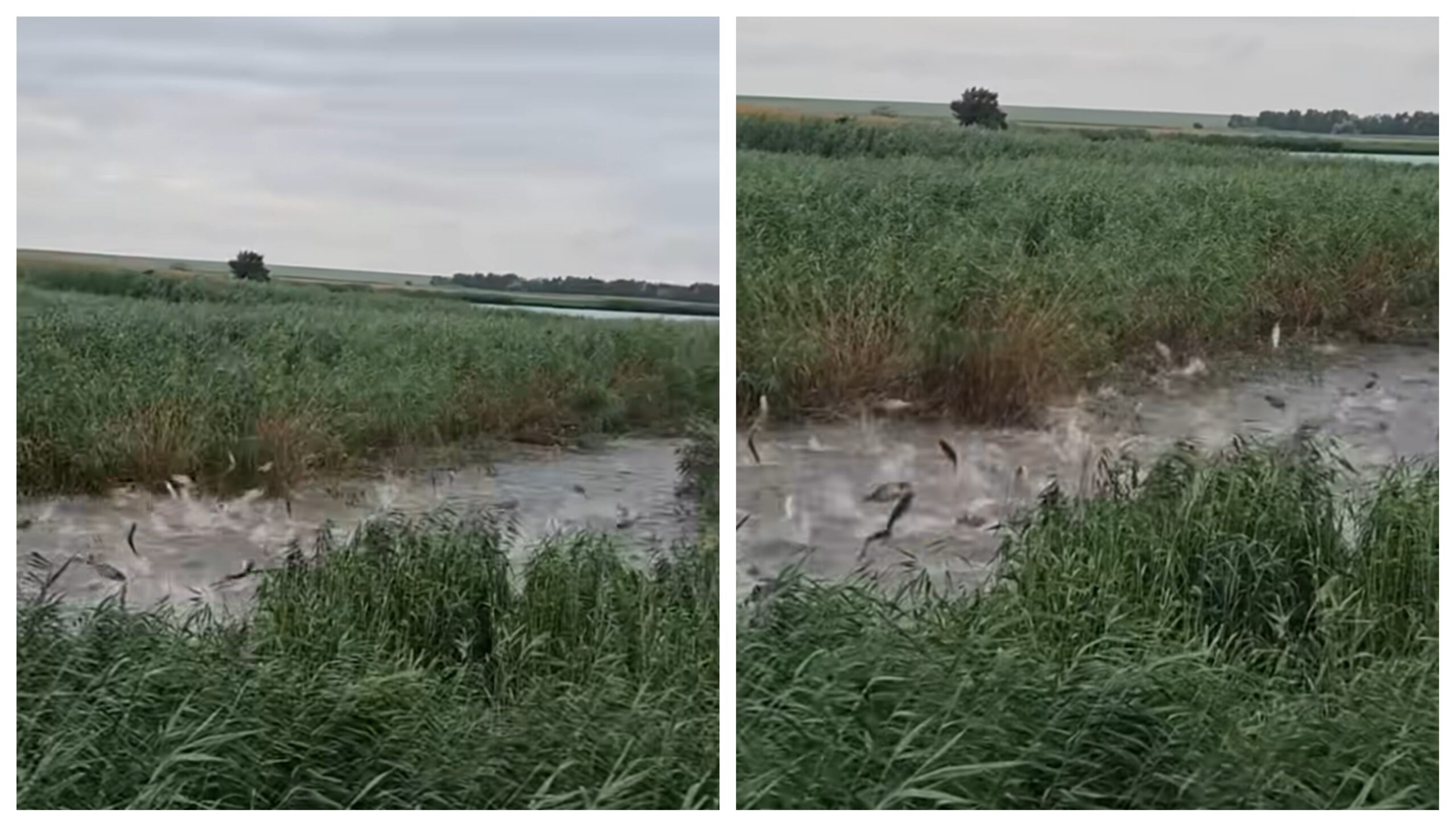 Imagini virale în Prahova: zeci de pești au sărit deodată din apă! Care este explicația reală