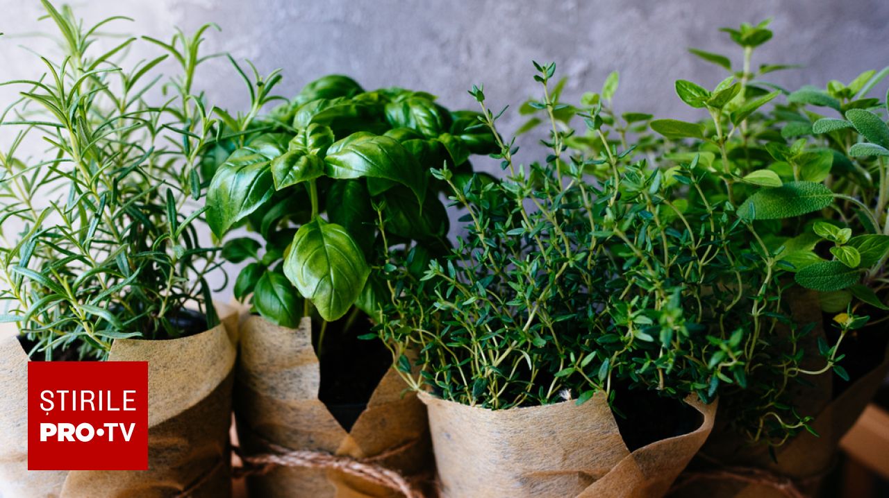Trucul genial pentru plantele din balcon! Cum uzi corect busuiocul și pătrunjelul ca să ai verdeață proaspătă tot anul