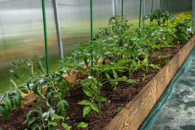 Soluțiile naturale din bucătărie care te scapă de dăunătorii din grădină fără insecticide chimice
