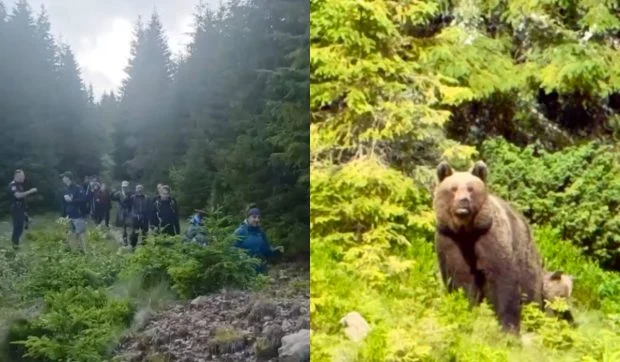 Clipe de coșmar pentru 37 de turiști polonezi! S-au trezit față în față cu o ursoaică pe …
