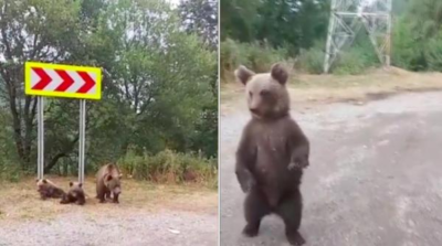 S-au oprit să hrănească urșii pe Transfăgărășan și au plătit scump. Ce sumă colosală au scos din buzunar!